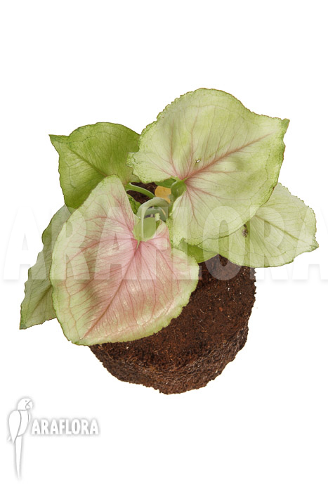 Syngonium podophyllum &lsquo;Pink Line&rsquo;