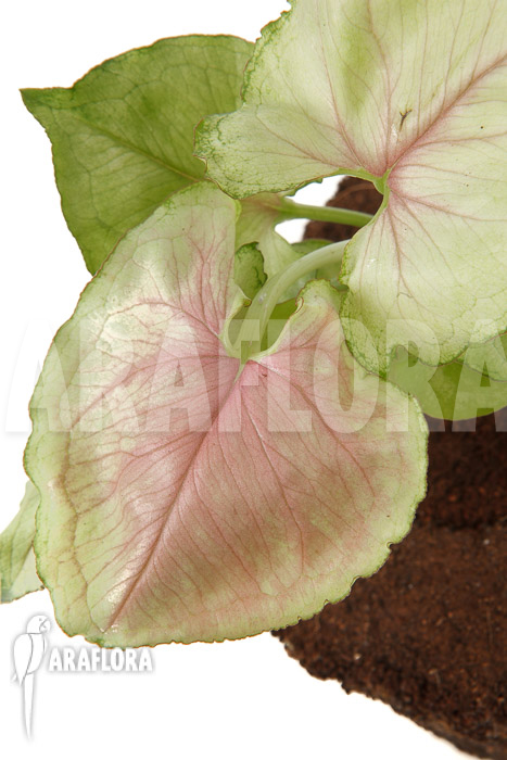 Syngonium podophyllum &lsquo;Pink Line&rsquo;