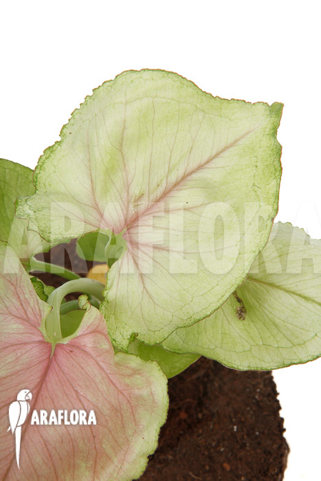 Syngonium podophyllum &lsquo;Pink Line&rsquo;