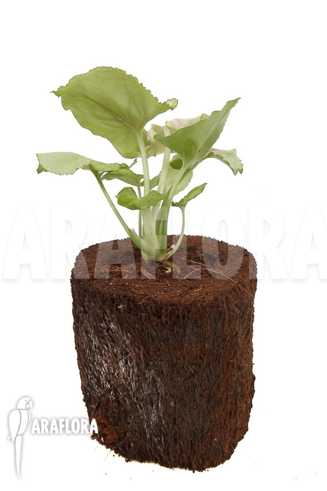 Syngonium podophyllum &lsquo;Pink Line&rsquo;