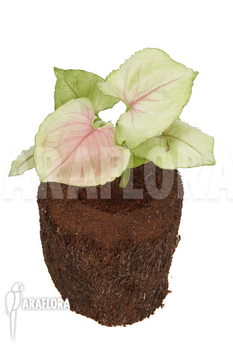 Syngonium podophyllum &lsquo;Pink Line&rsquo;