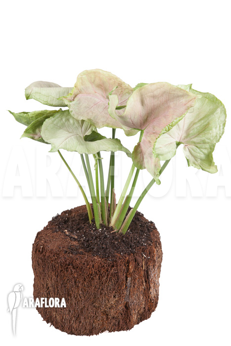 Syngonium podophyllum