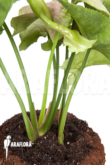 Syngonium-podophyllum-Roxanne-4