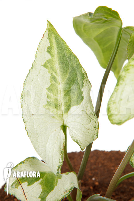 Syngonium podophyllum &lsquo;Three Kings&rsquo;