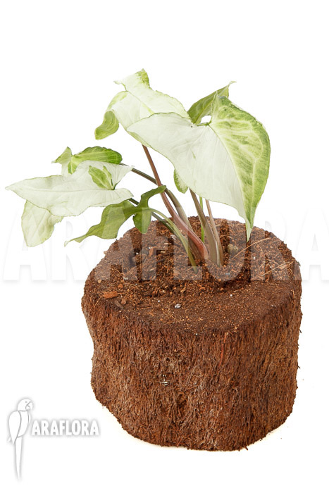 Syngonium podophyllum &lsquo;Three Kings&rsquo;