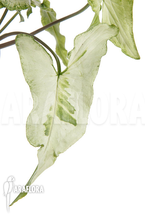 Syngonium podophyllum &lsquo;Three Kings&rsquo;