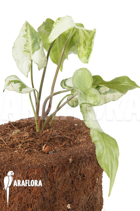 Syngonium podophyllum &lsquo;Three Kings&rsquo;