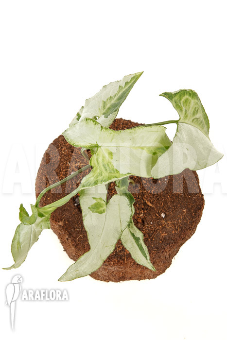 Syngonium podophyllum &lsquo;Three Kings&rsquo;