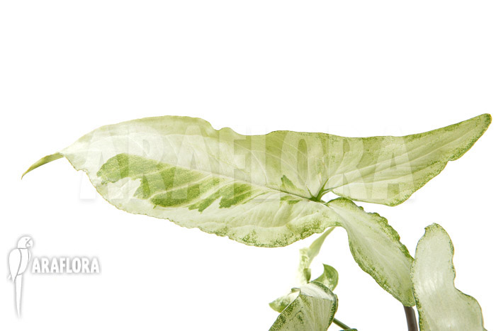 Syngonium podophyllum &lsquo;Three Kings&rsquo;