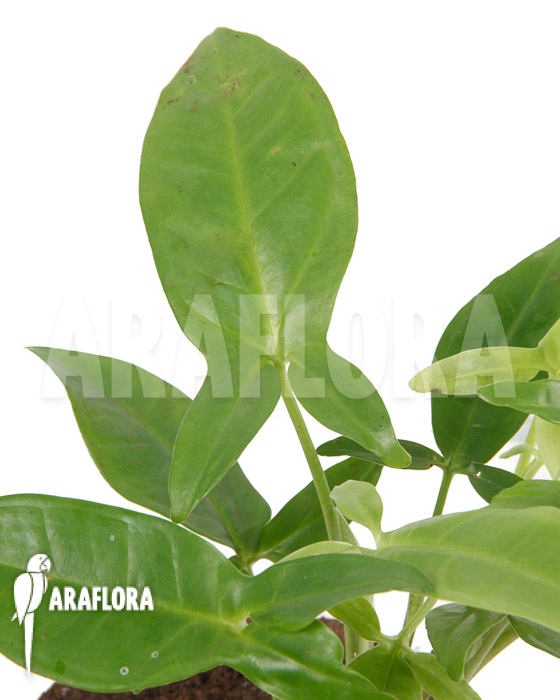 Syngonium podophyllum &lsquo;Trileaf Wonder&rsquo;