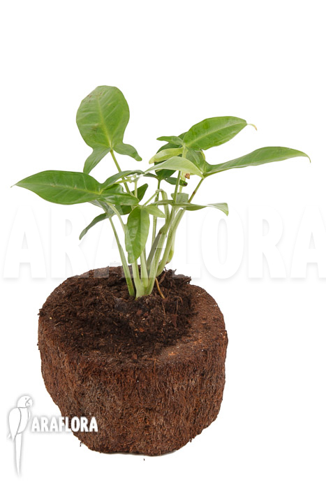 Syngonium podophyllum &lsquo;Trileaf Wonder&rsquo;