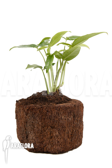 Syngonium podophyllum &lsquo;Trileaf Wonder&rsquo;