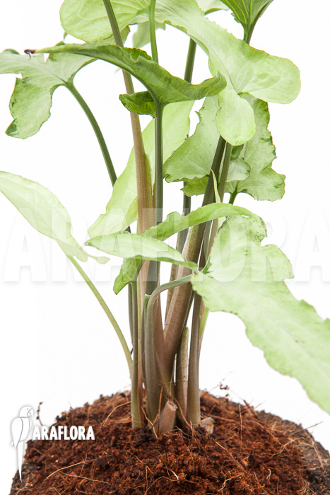 Syngonium podophyllum arrow