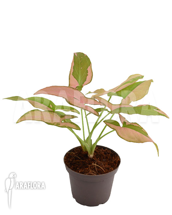 Syngonium podophyllum pink variegated