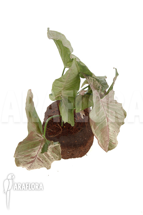 Syngonium-podophyllum-pink-variegated-TypeB-3