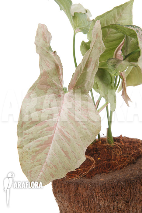 Syngonium-podophyllum-pink-variegated-TypeB-4