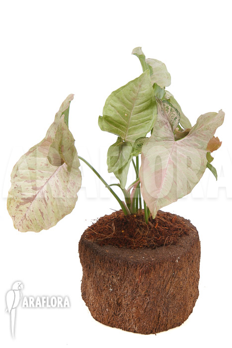 Syngonium-podophyllum-pink-variegated-TypeB-5