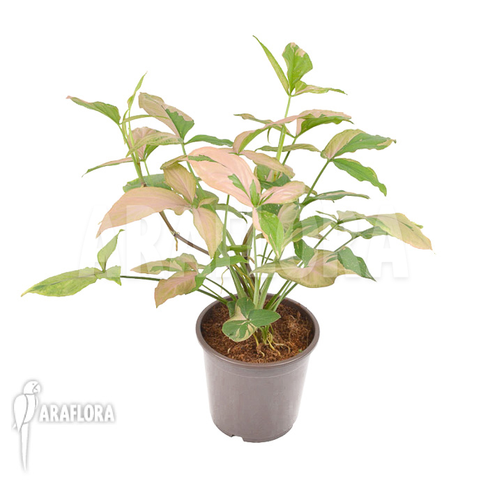 Syngonium podophyllum &lsquo;red spot&rsquo;