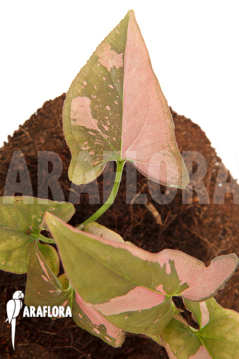 Syngonium podophyllum &lsquo;red spot&rsquo; Type B
