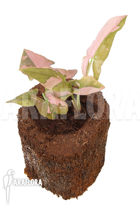 Syngonium podophyllum &lsquo;red spot&rsquo; Type B