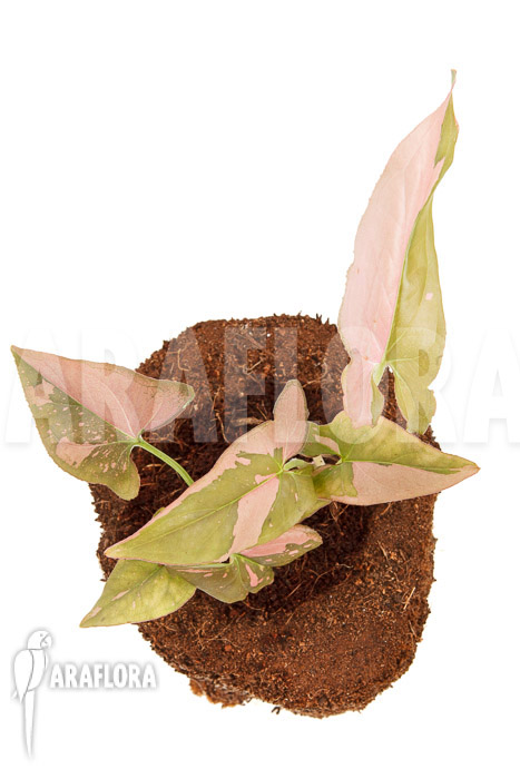 Syngonium podophyllum &lsquo;red spot&rsquo; Type B