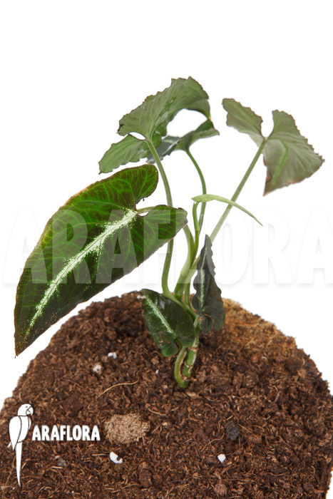 Syngonium wendlandii