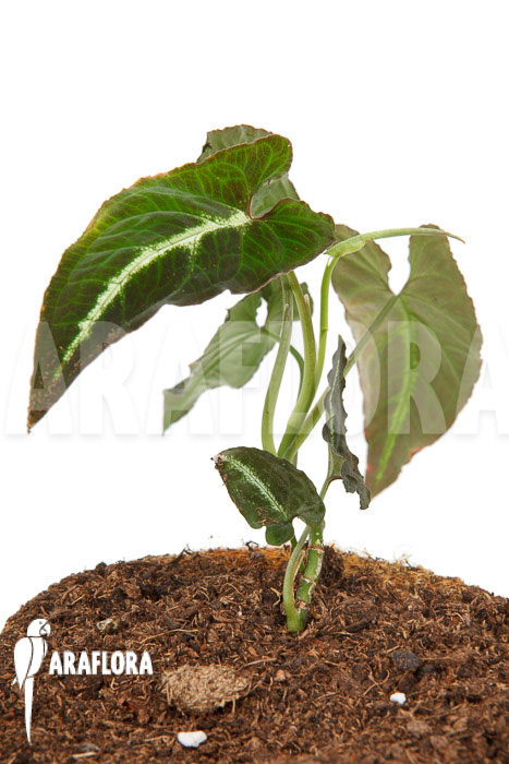 Syngonium wendlandii