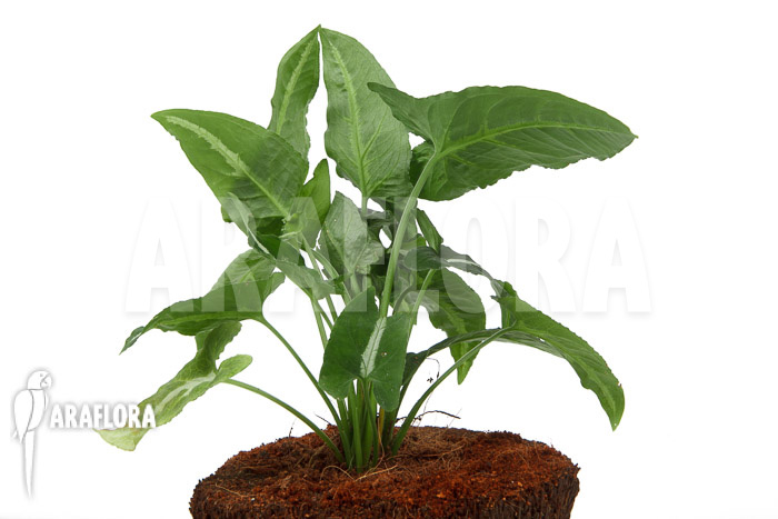 Syngonium wendlandii &lsquo;L&rsquo;