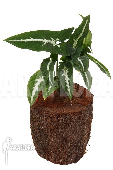 Syngonium wendlandii &lsquo;L&rsquo;