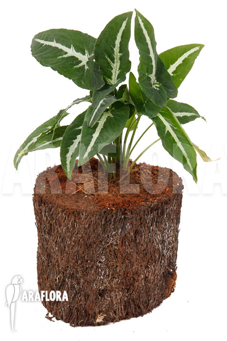 Syngonium wendlandii &lsquo;L&rsquo;