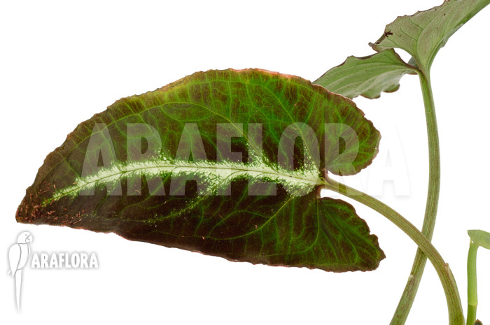 Syngonium wendlandii &lsquo;L&rsquo;