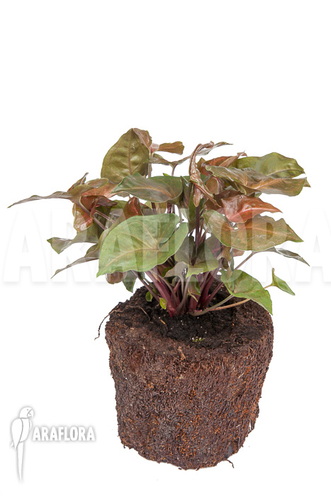 Syngonium x &lsquo;Maria Dark&rsquo;