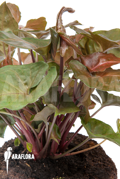 Syngonium x &lsquo;Maria Dark&rsquo;