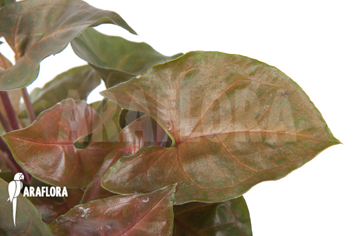 Syngonium x &lsquo;Maria Dark&rsquo;