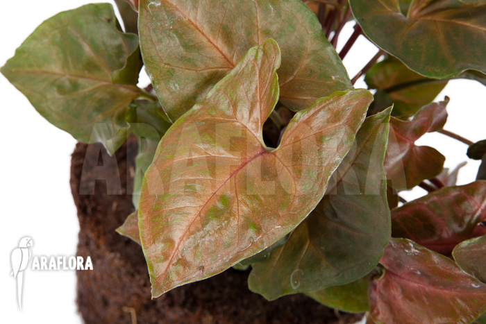 Syngonium x &lsquo;Maria Dark&rsquo;