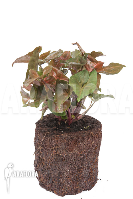 Syngonium x &lsquo;Maria Dark&rsquo;