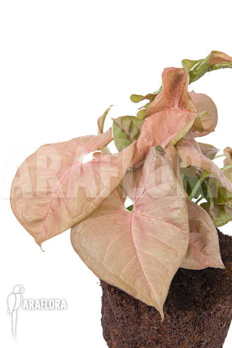 Syngonium x &lsquo;Neon Pink&rsquo;