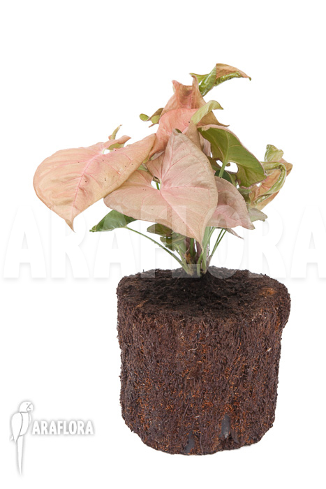 Syngonium x &lsquo;Neon Pink&rsquo;