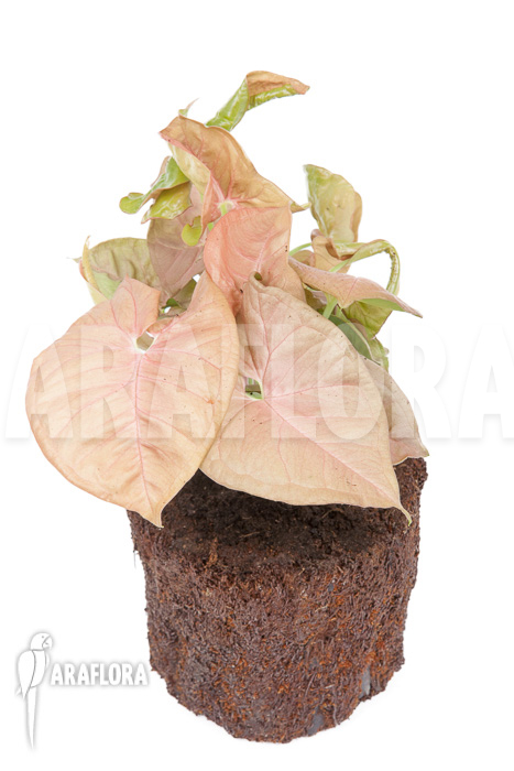 Syngonium x &lsquo;Neon Pink&rsquo;