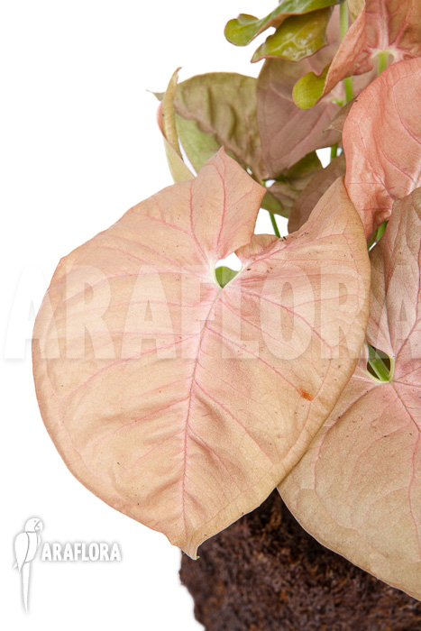 Syngonium x &lsquo;Neon Pink&rsquo;