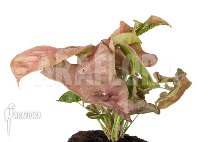 Syngonium x &lsquo;Neon Pink&rsquo;