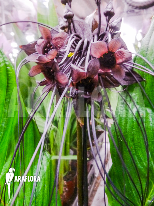 Tacca chantrieri Aameyri