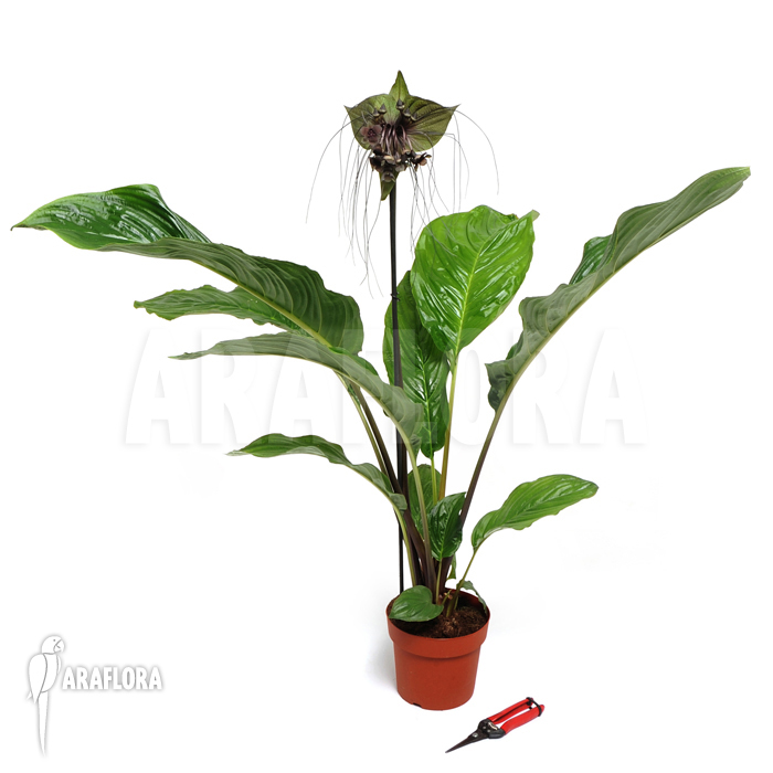 Tacca chantrieri &lsquo;Bat plant&rsquo;