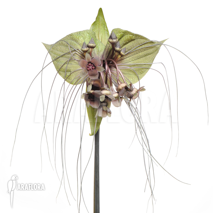 Tacca chantrieri &lsquo;Bat plant&rsquo;