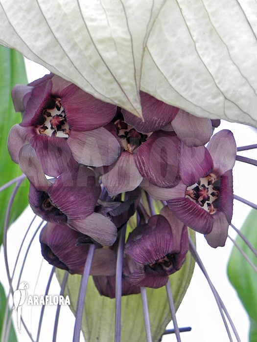 Tacca integrifolia &lsquo;White Bat plant&rsquo;