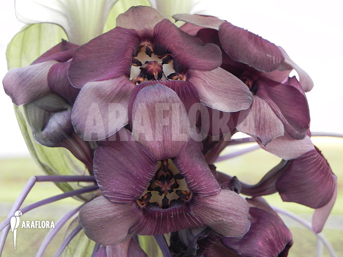 Tacca integrifolia &lsquo;White Bat plant&rsquo;