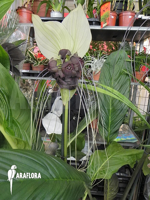 Tacca integrifolia &lsquo;White Bat plant&rsquo;