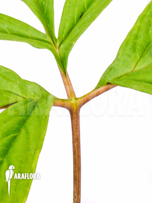 Tacca leontopetaloides detail leaf