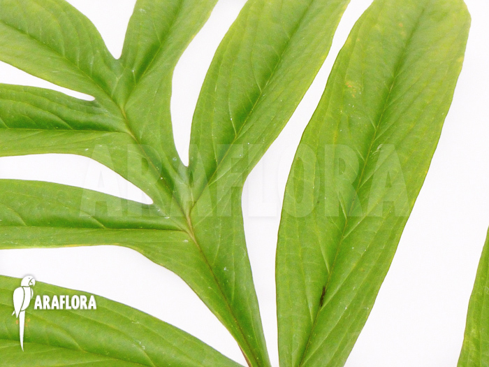 Tacca leontopetaloides leaf detail