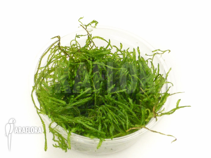 Taxiphyllum Flame moss